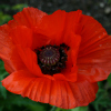 papaver orientalis - abriachan nurseries
